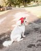 Pet Life 'Sea Spot Sun' Uv Protectant Adjustable Fashion Mesh Brimmed Dog Hat Cap - Red - Medium