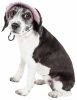 Pet Life 'Botanic Bark' Floral Uv Protectant Adjustable Fashion Canopy Brimmed Dog Hat Cap - Medium