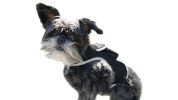 Apps Controlled GSM GPS Pet Tracking System Waterproof Cat Dog Locator Size:M - Default