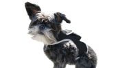 Enhanced GSM GPS Mini Pet Locator Tag Waterproof Dog/Cat Tracking Sys Size:M - Default