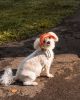 Pet Life 'Sea Spot Sun' Uv Protectant Adjustable Fashion Mesh Brimmed Dog Hat Cap - Orange - Medium